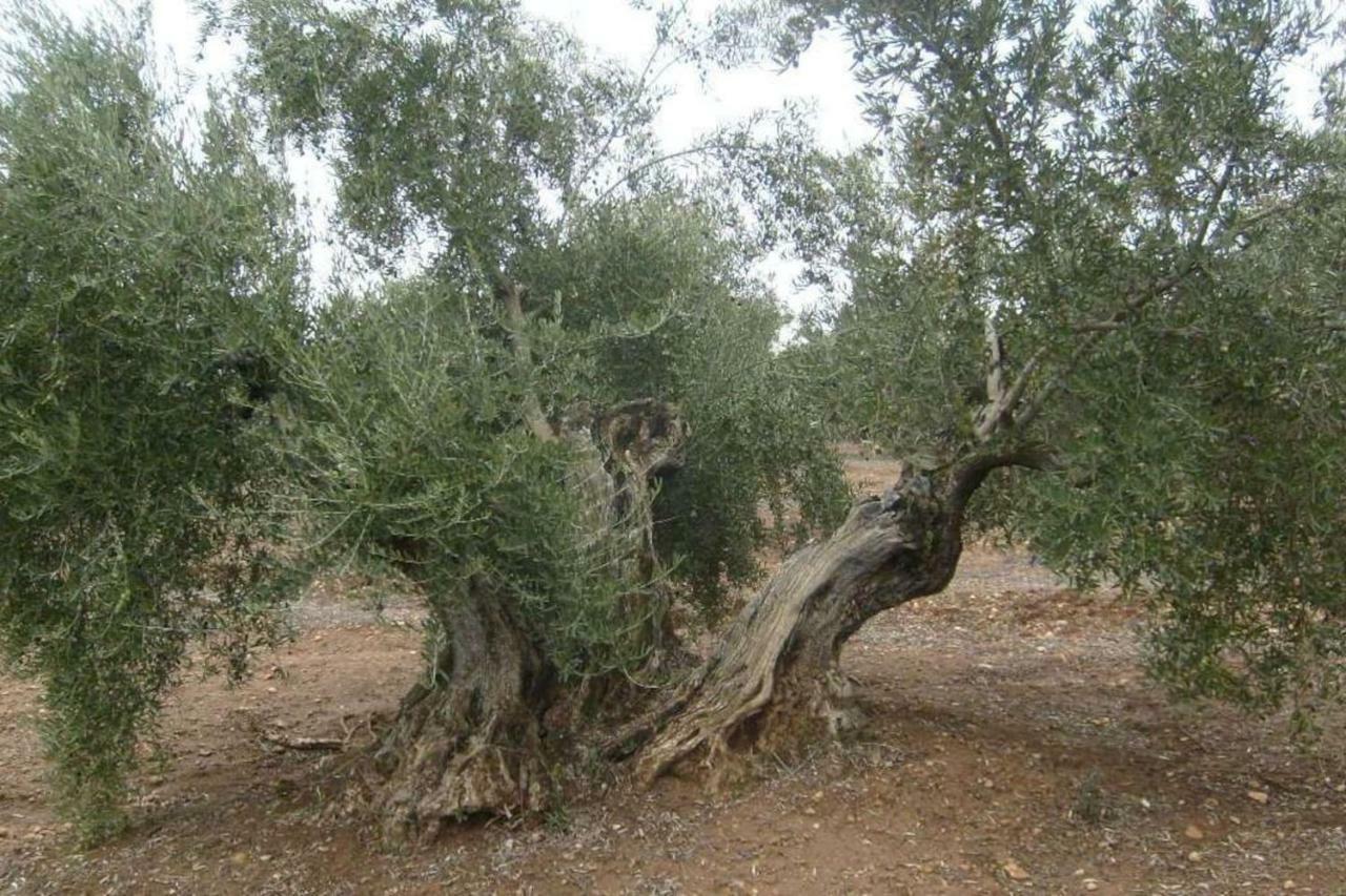 Cortijo El Derramadero Βίλα Villacarrillo Εξωτερικό φωτογραφία